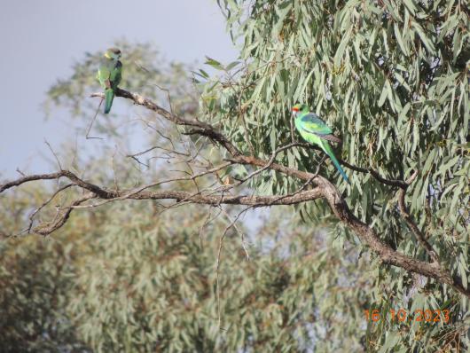 Parrots Mournpall